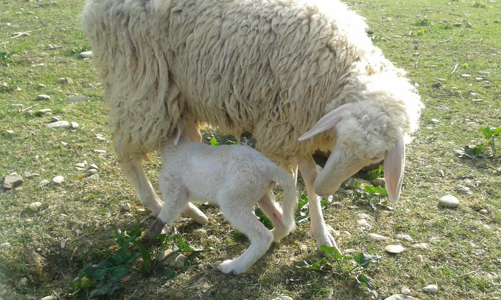 Agriturismo Lucciano San Casciano in Val di Pesa Zewnętrze zdjęcie